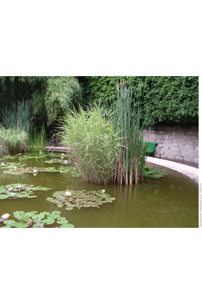 Очерет звичайний в ландшафті